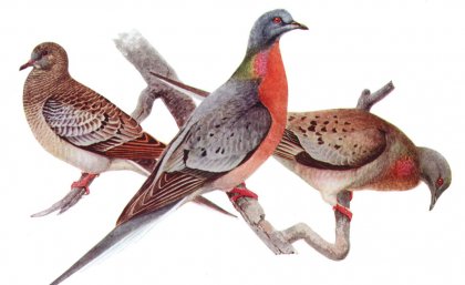 Passenger Pigeon. Credit: Louis Agassiz Fuertes